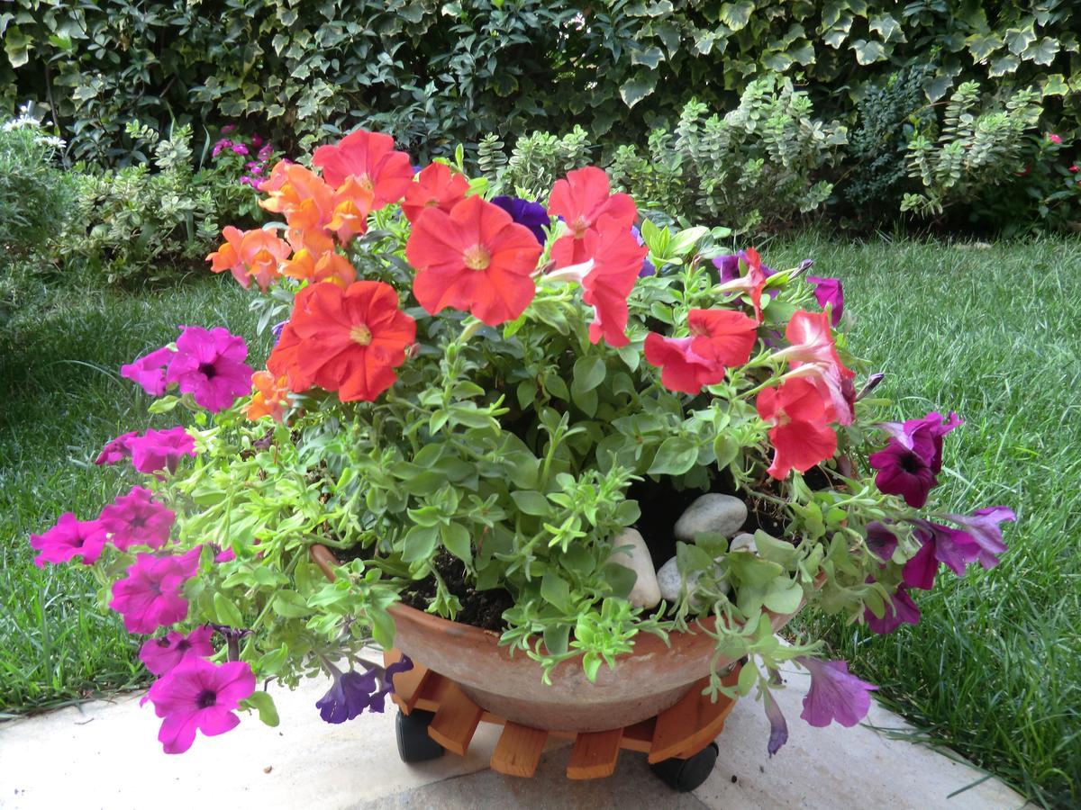 Il Giardino Di Alisa Bed & Breakfast Tivoli Exterior photo